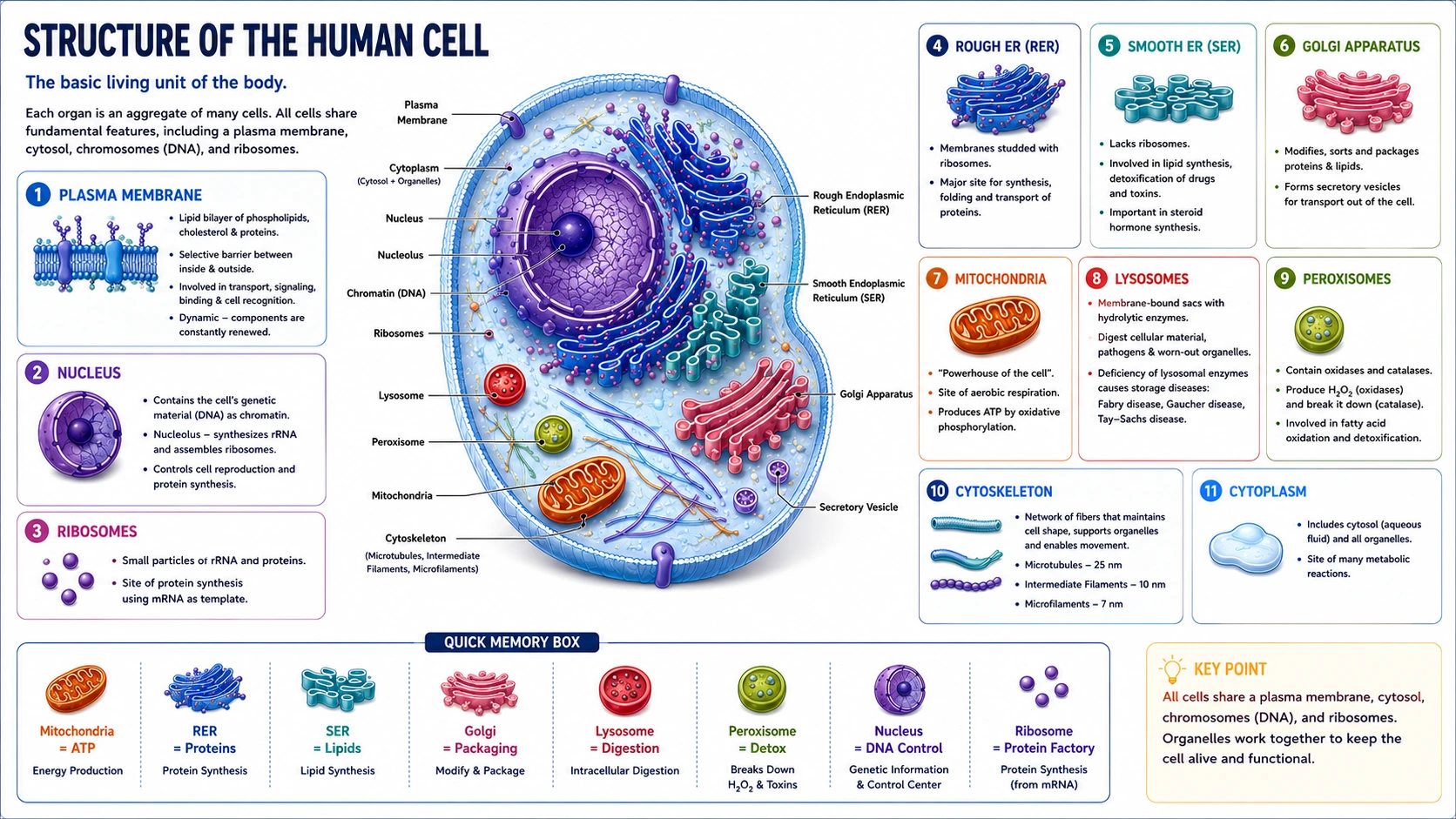 Cell Structure Overview