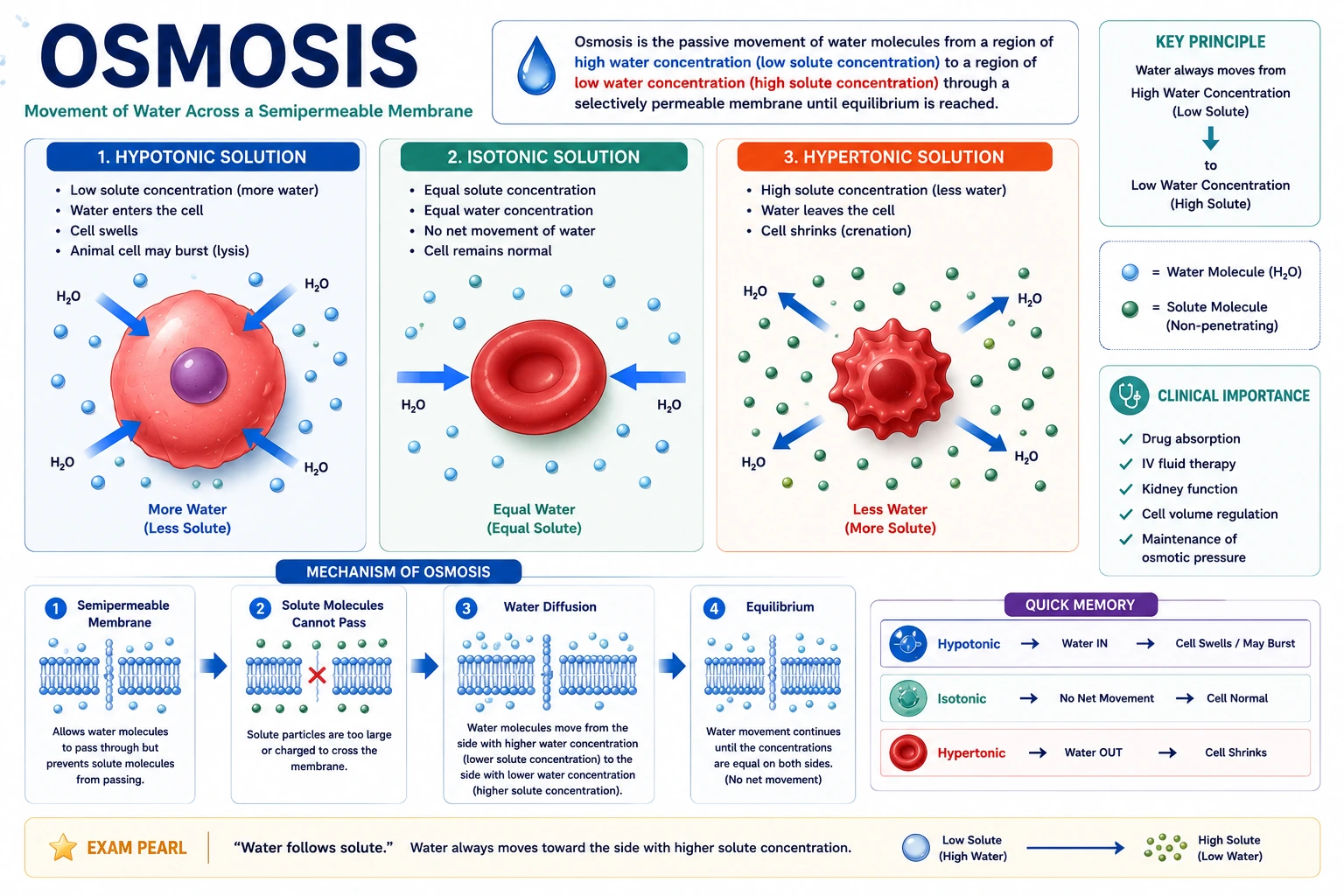 Osmosis Mechanism