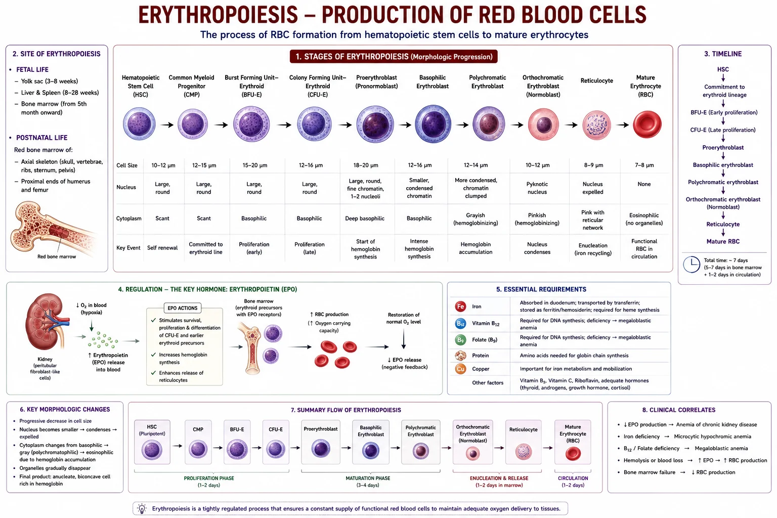 Erythropoiesis – RBC Production