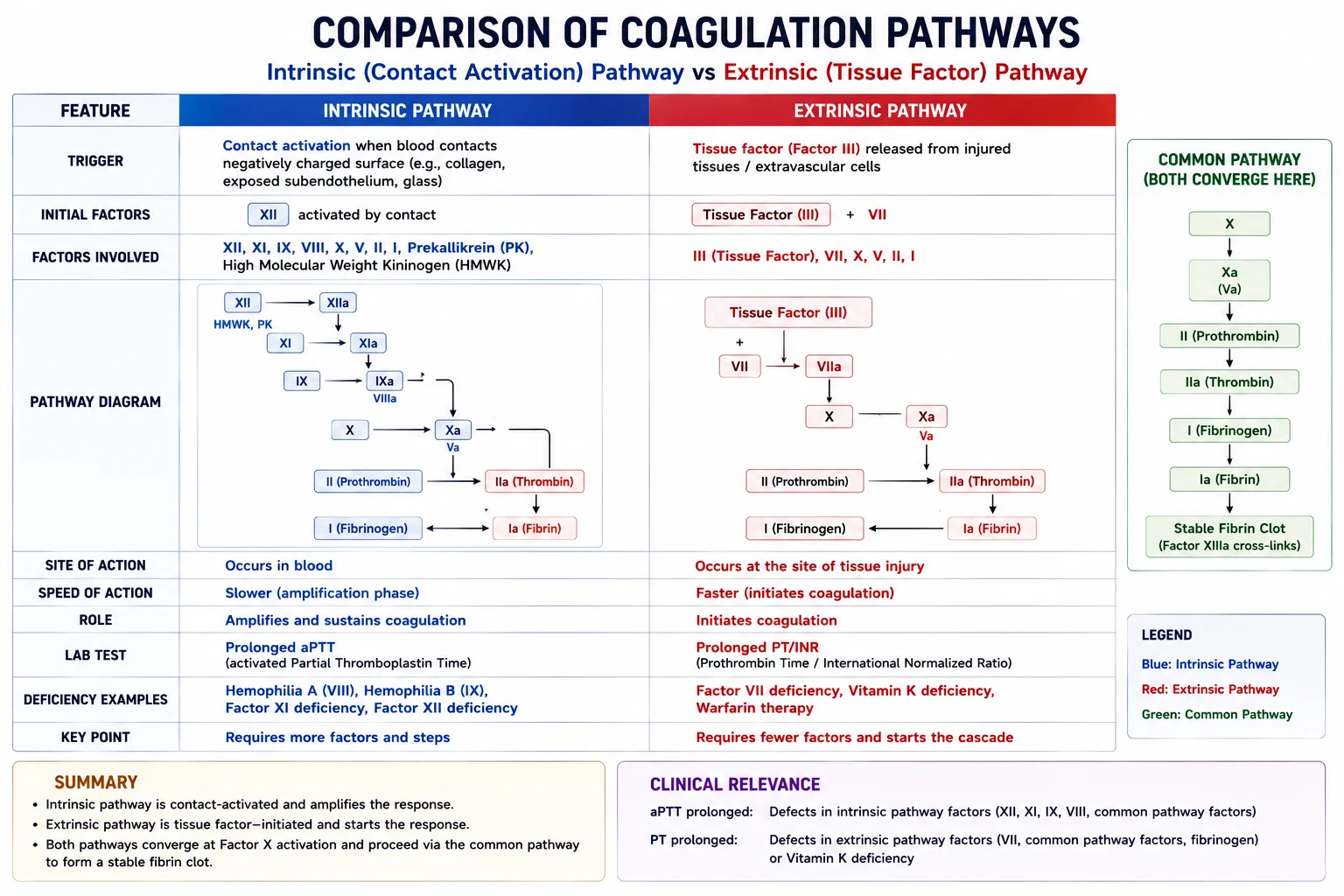Coagulation Cascade – Extrinsic and Intrinsic Pathways
