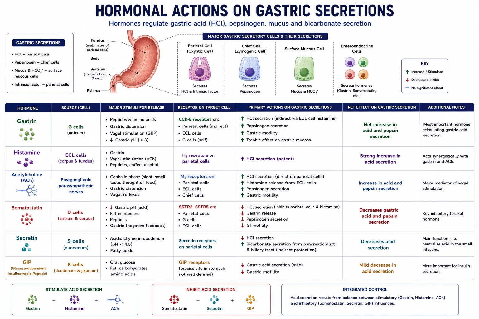 Gastrointestinal Hormone Actions